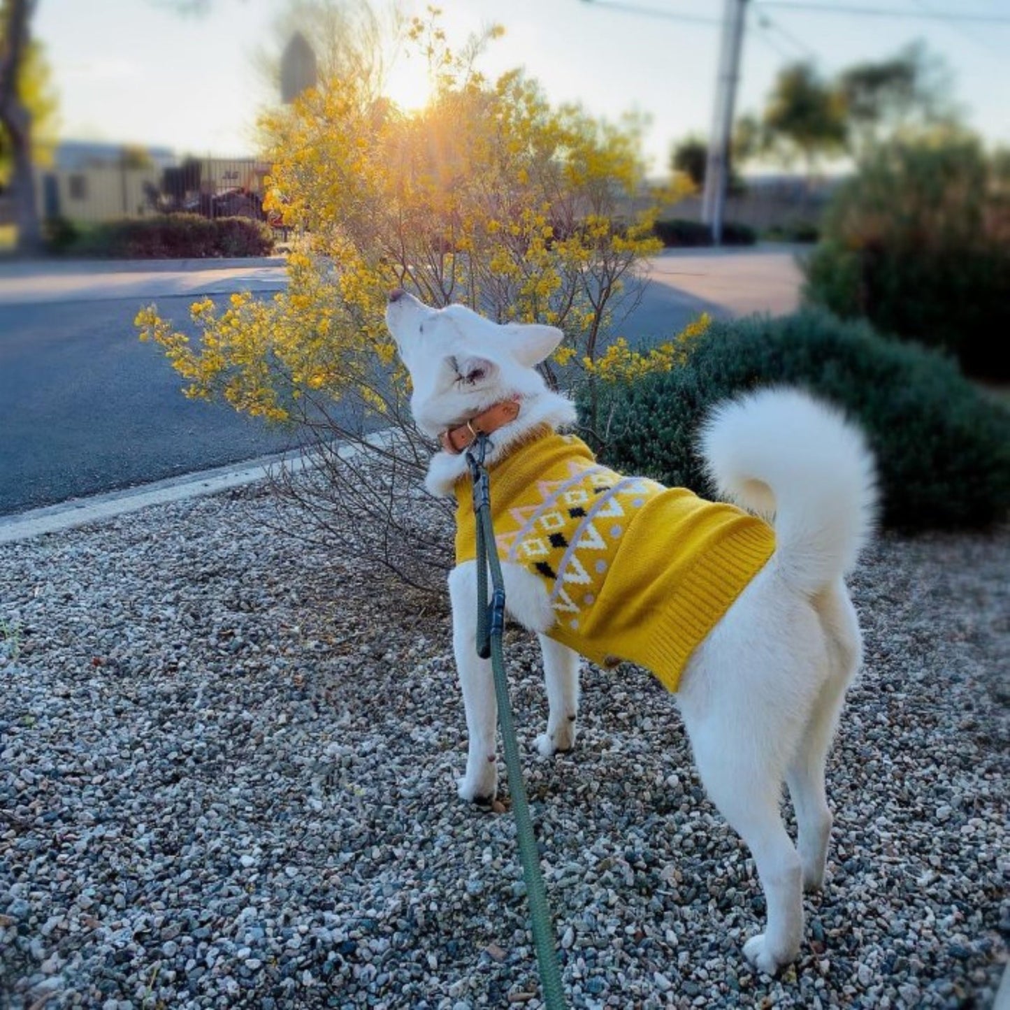 Dog and Cat Sweater Medium - Ochre - Boots & Barkley™